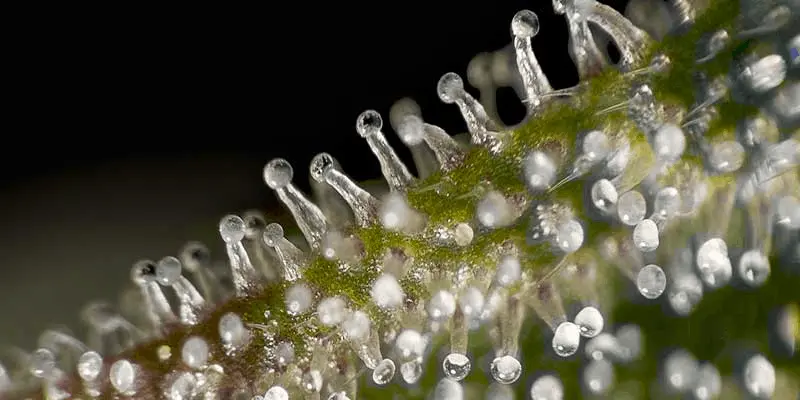 Close-up of trichomes on a cannabis flower
