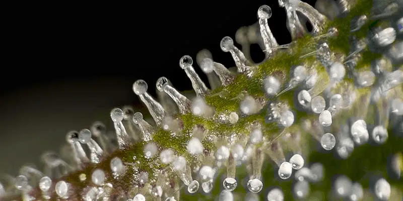 Close-up van trichomen op een cannabisbloem